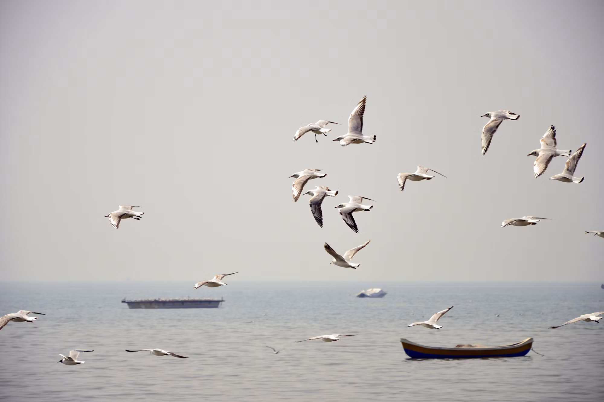 Exploring the Hidden Wonders of Marginal Seas: An Oceanic Adventure